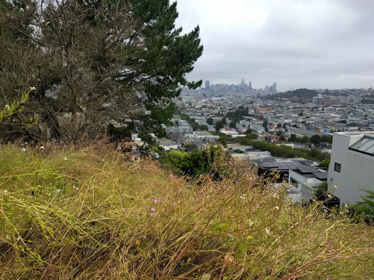 City rooftops and distant towers viewed from a grassy hillside