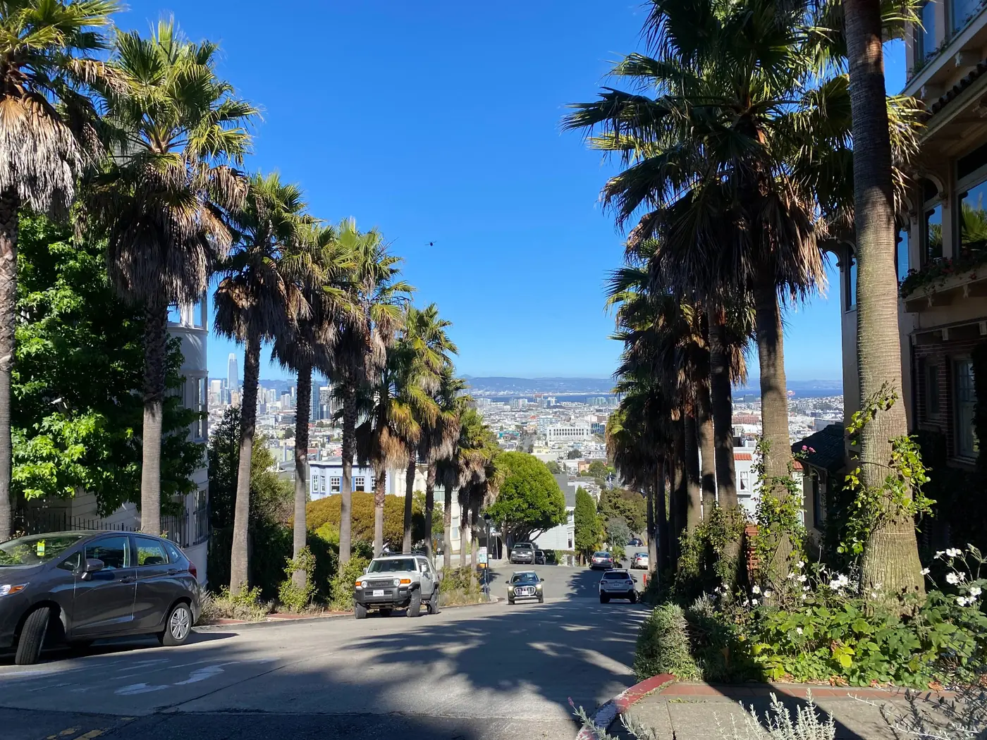 Palm-lined residential street with homes on either side