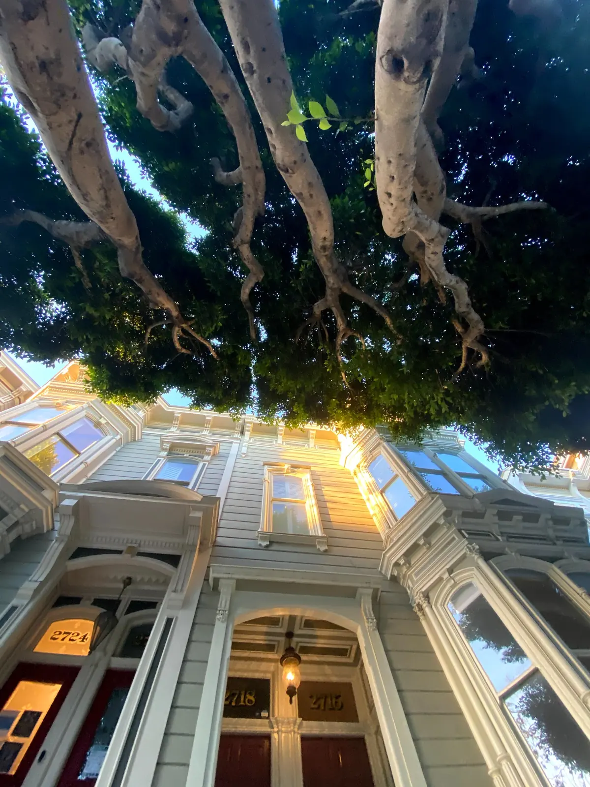Sunlight on bay windows beneath a large tree