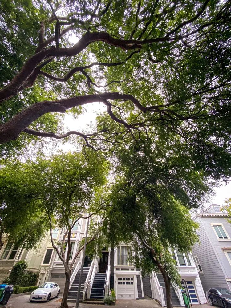 Mature tree canopy above a sloping street lined with houses