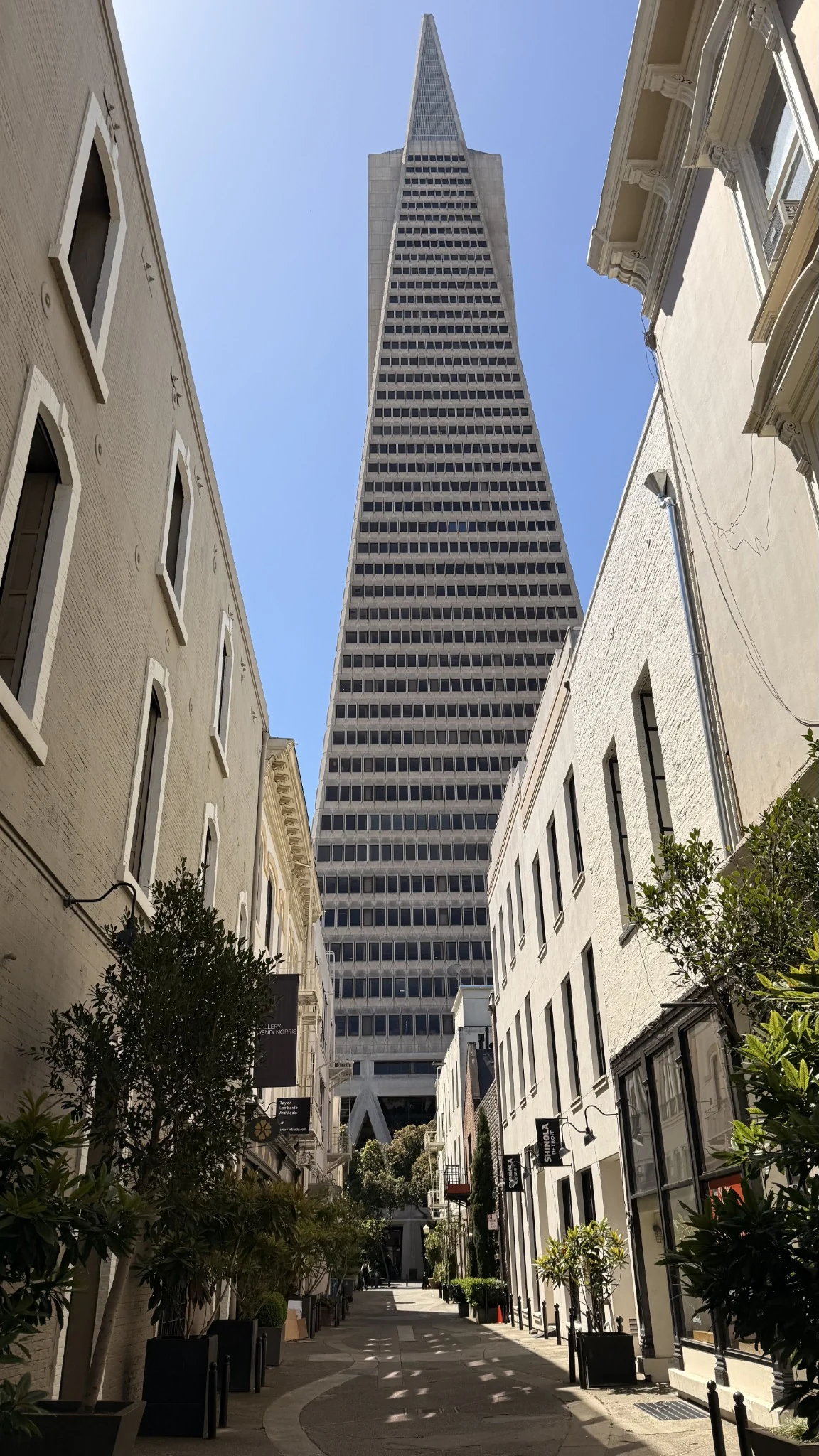 Transamerica Pyramid framed by neighboring buildings
