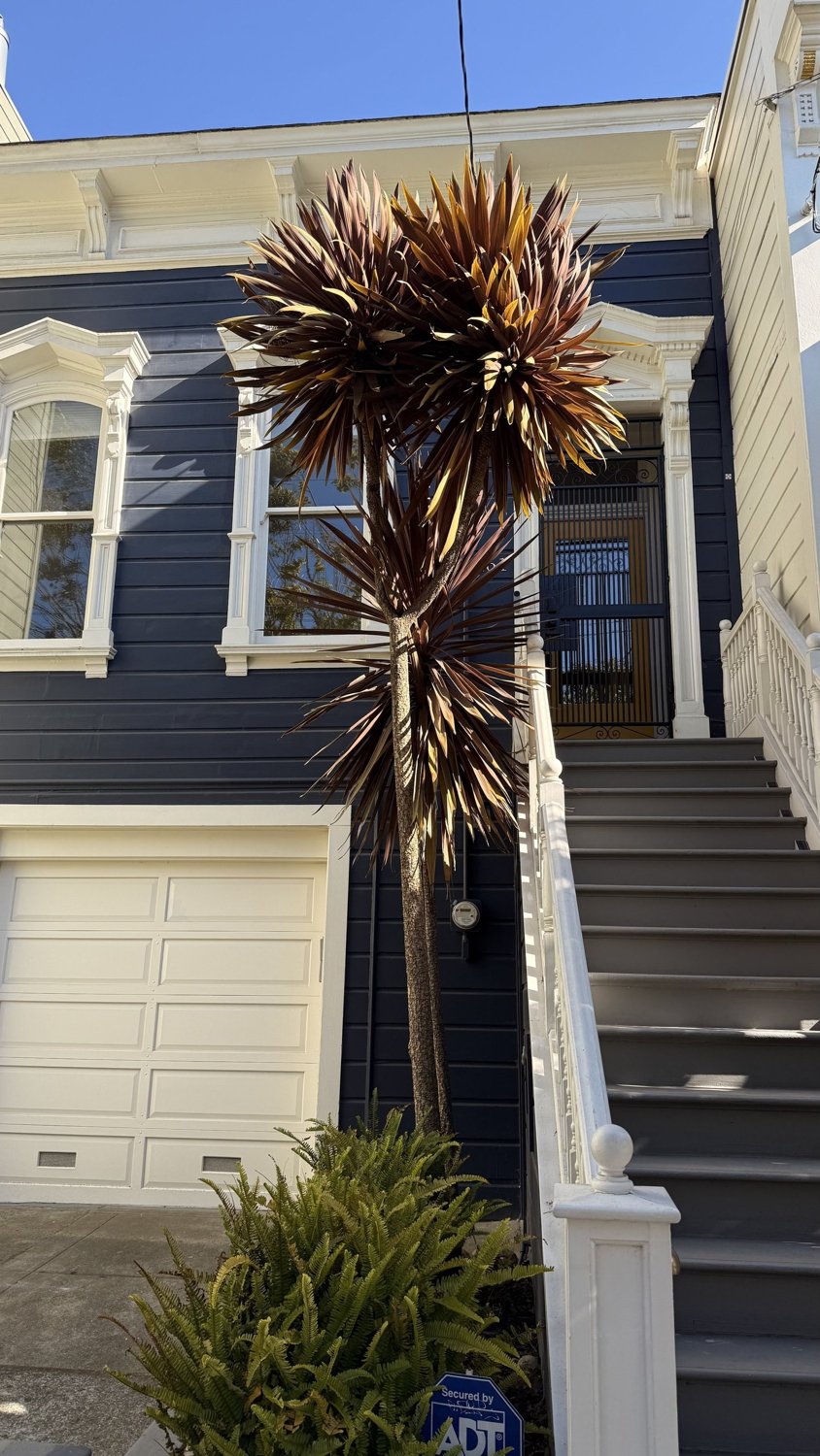 Updated front door and security gate, 261 Waller Street