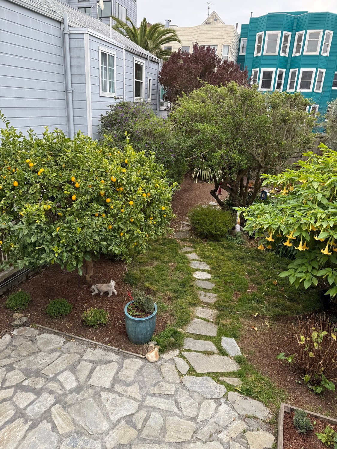 Backyard garden, 261 Waller Street